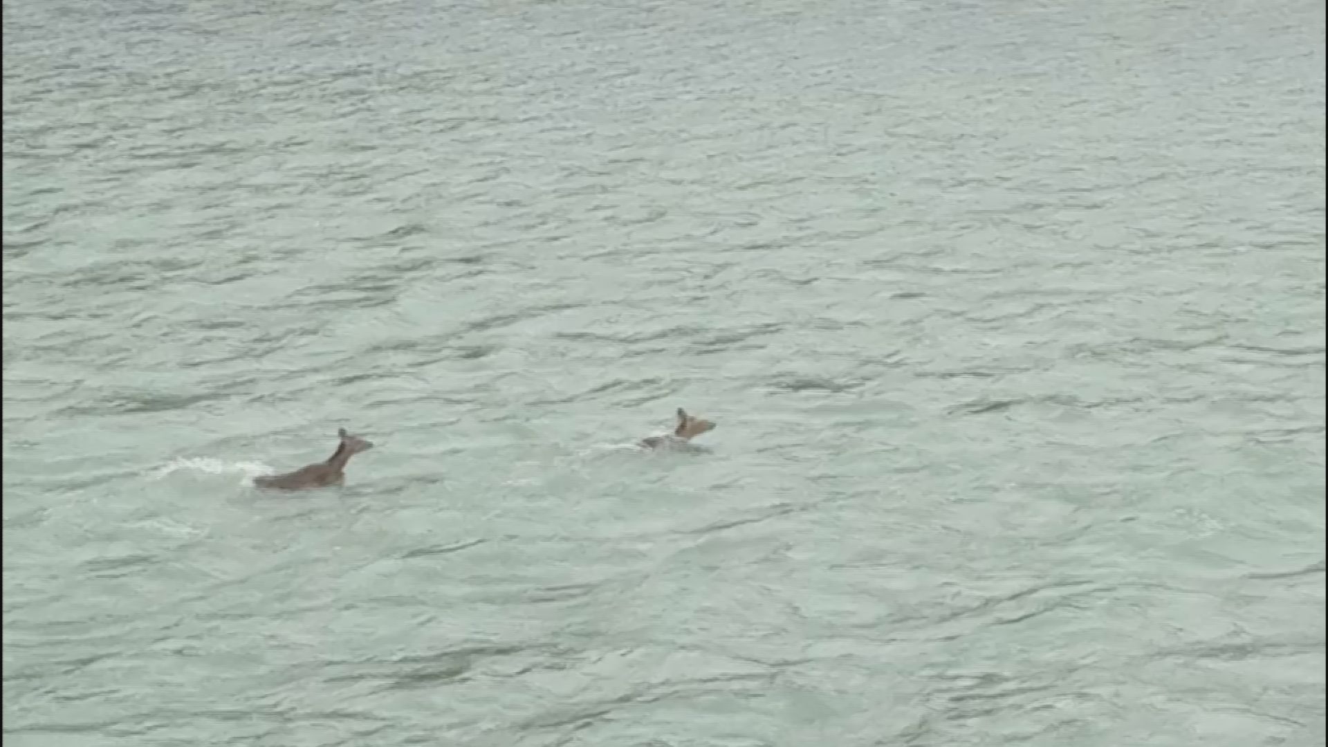「流れの速い所に飛び込んでいった」　…