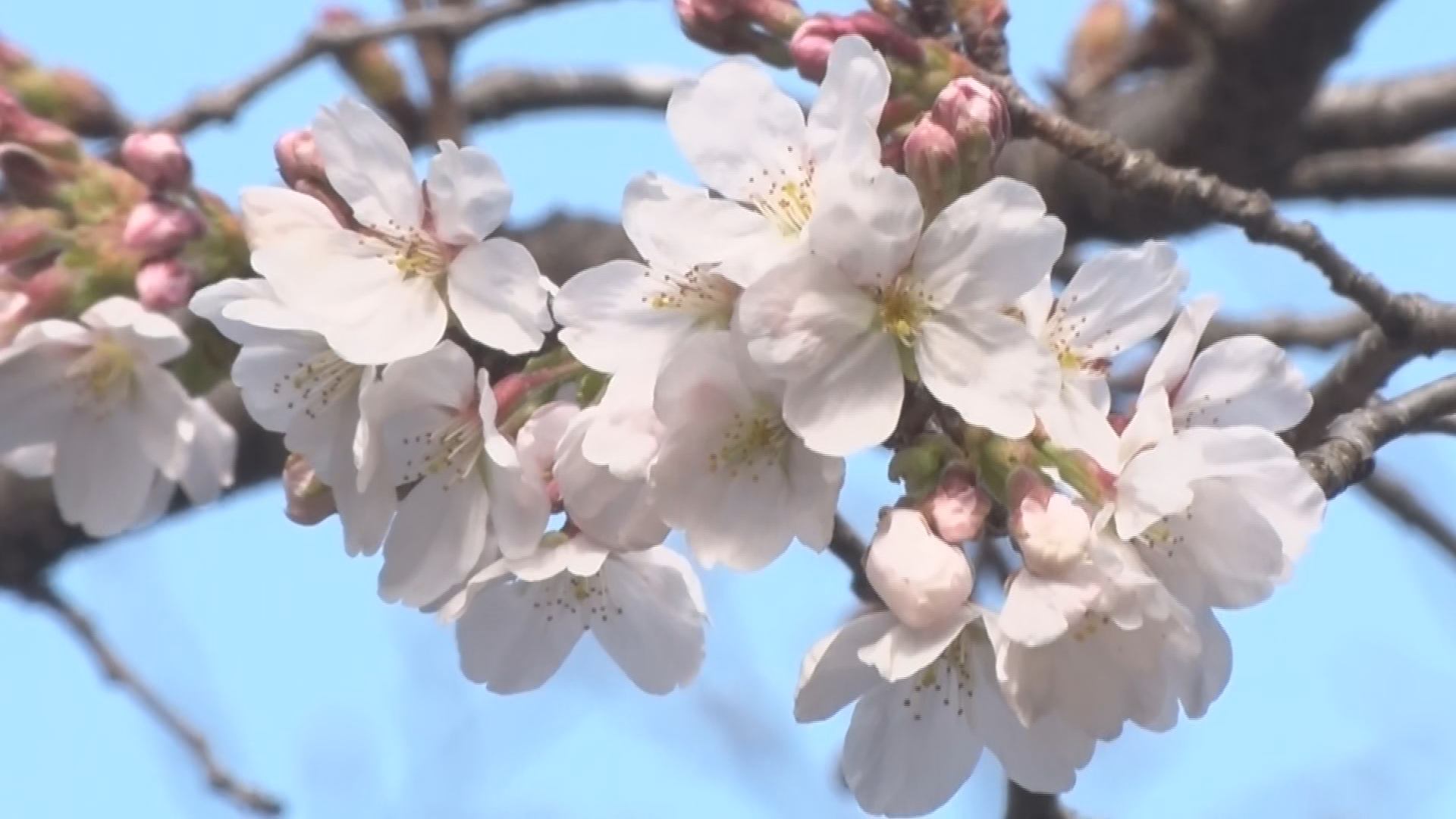 過去最も早く！「暖かいのでどんどん咲…