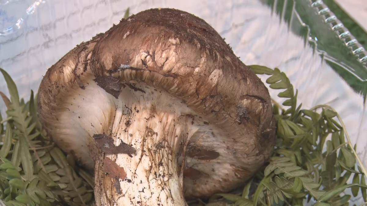 秋の味覚 マツタケ初競り 1か月出遅れも 気温も下がり雨も降り期待