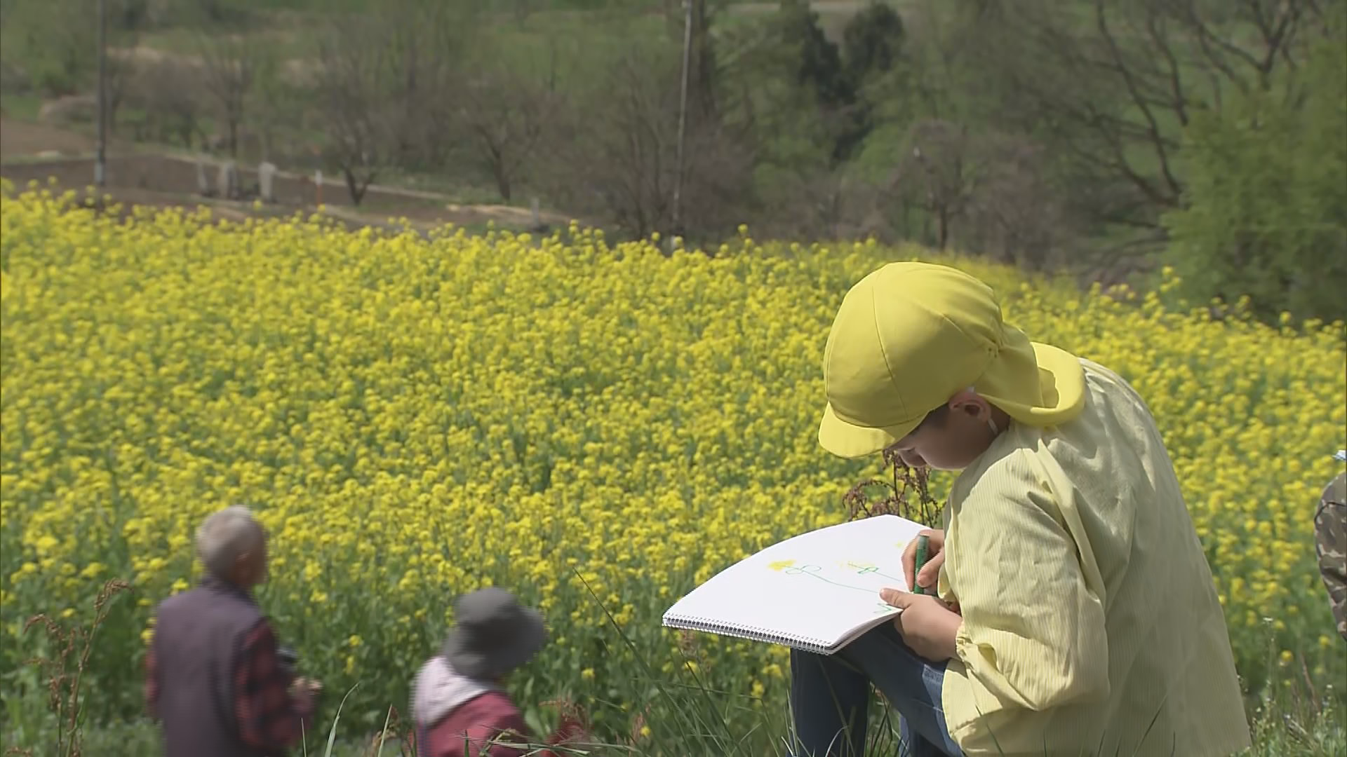 鮮やかな黄色のじゅうたん　飯山市の「菜の花公園」早くも見頃　GWに見頃を迎える菜の花スポットは…【長…