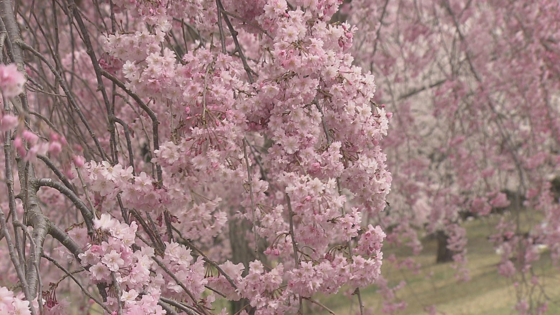 【信州花盛り】お花見まだ間に合うスポットは？　サクラの季節は駆け足で…散りゆく姿も美しく…【長野】