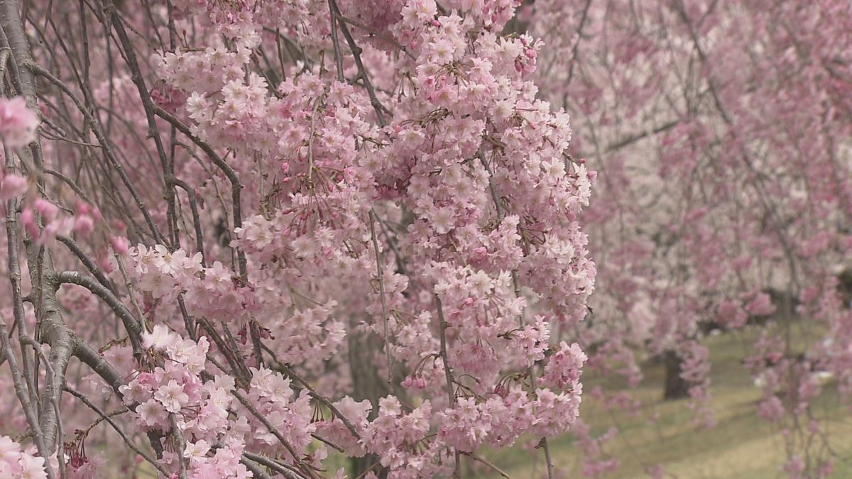 信州花盛り】お花見まだ間に合うスポットは？ サクラの季節は駆け足で