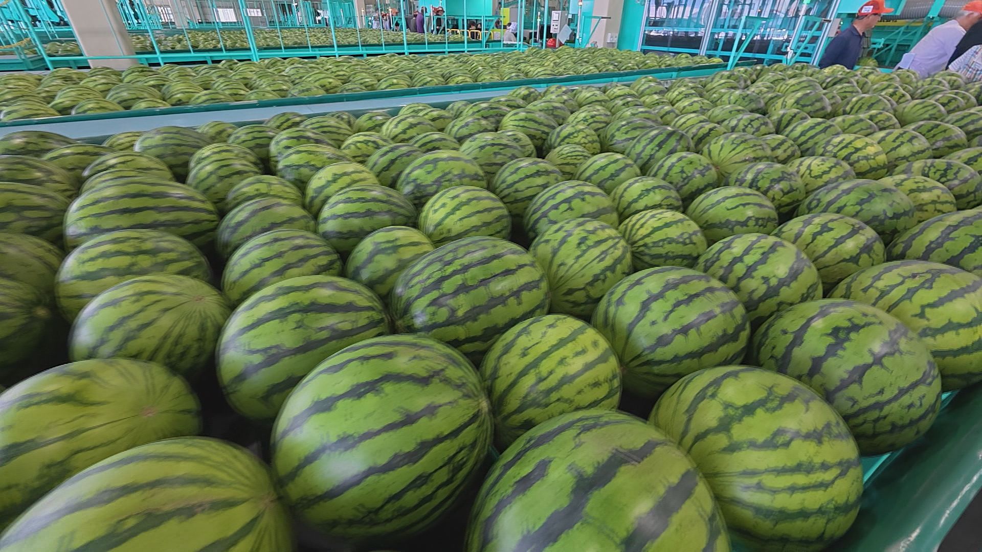 スイカの夏がやって来た！名産地の松本市波田地区 ハウス栽培スイカの