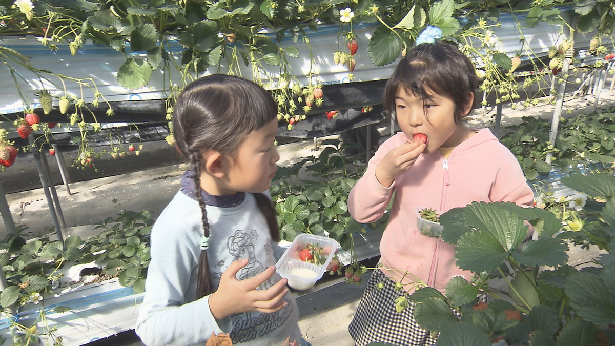 「111個食べました！」時間無制限のイチゴ狩りが大人気【長野】