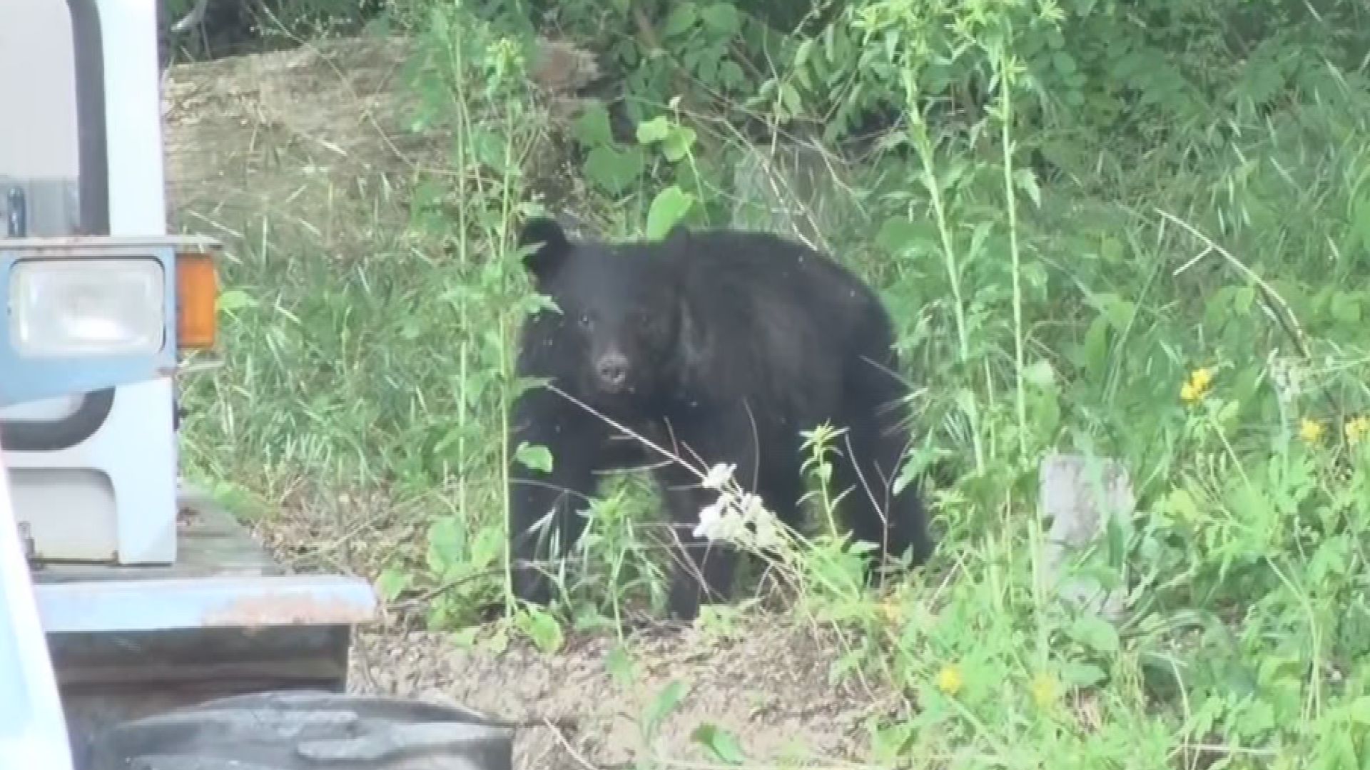 【映像あり】高校近くなど松本市波田地区でクマ目撃相次ぐ…一度は見失うも捕獲　けが人なし【長野】