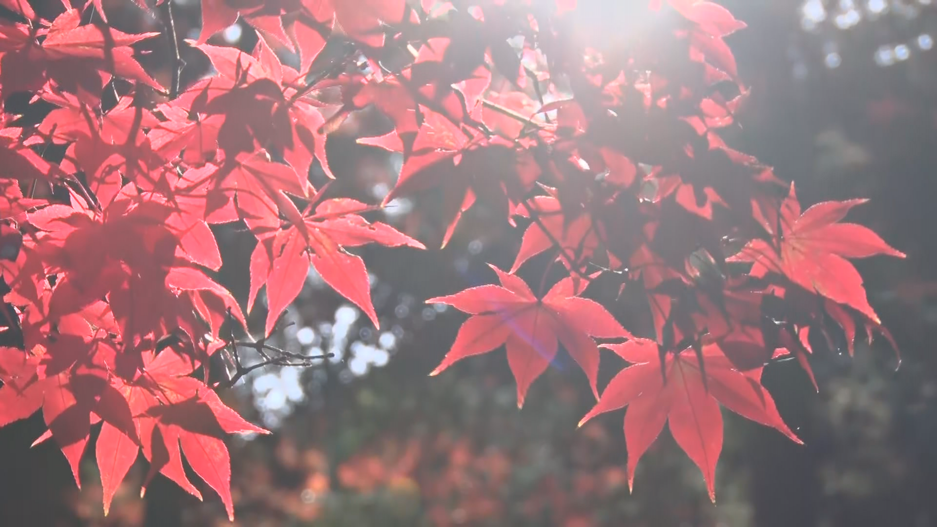 参道を彩る紅葉　長円寺のカエデ見頃　…