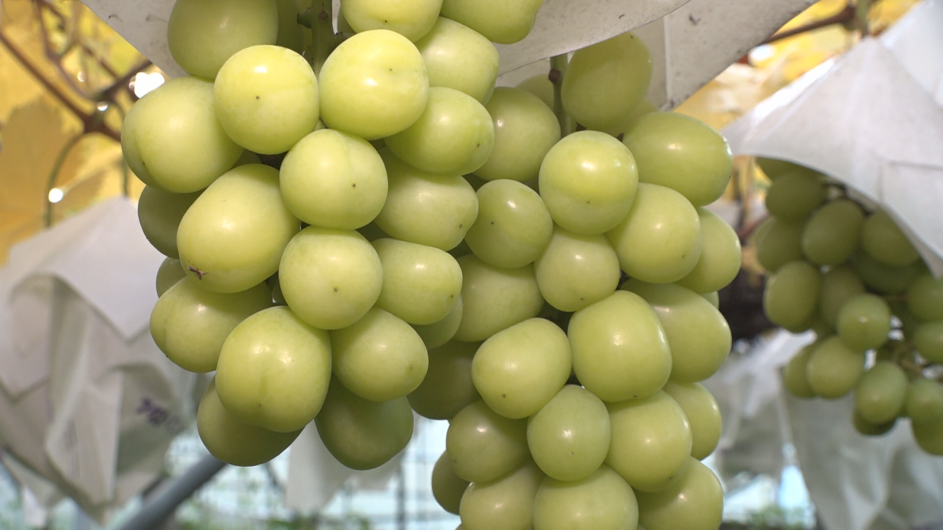 須坂市・ふるさと納税返礼品の産地偽装…