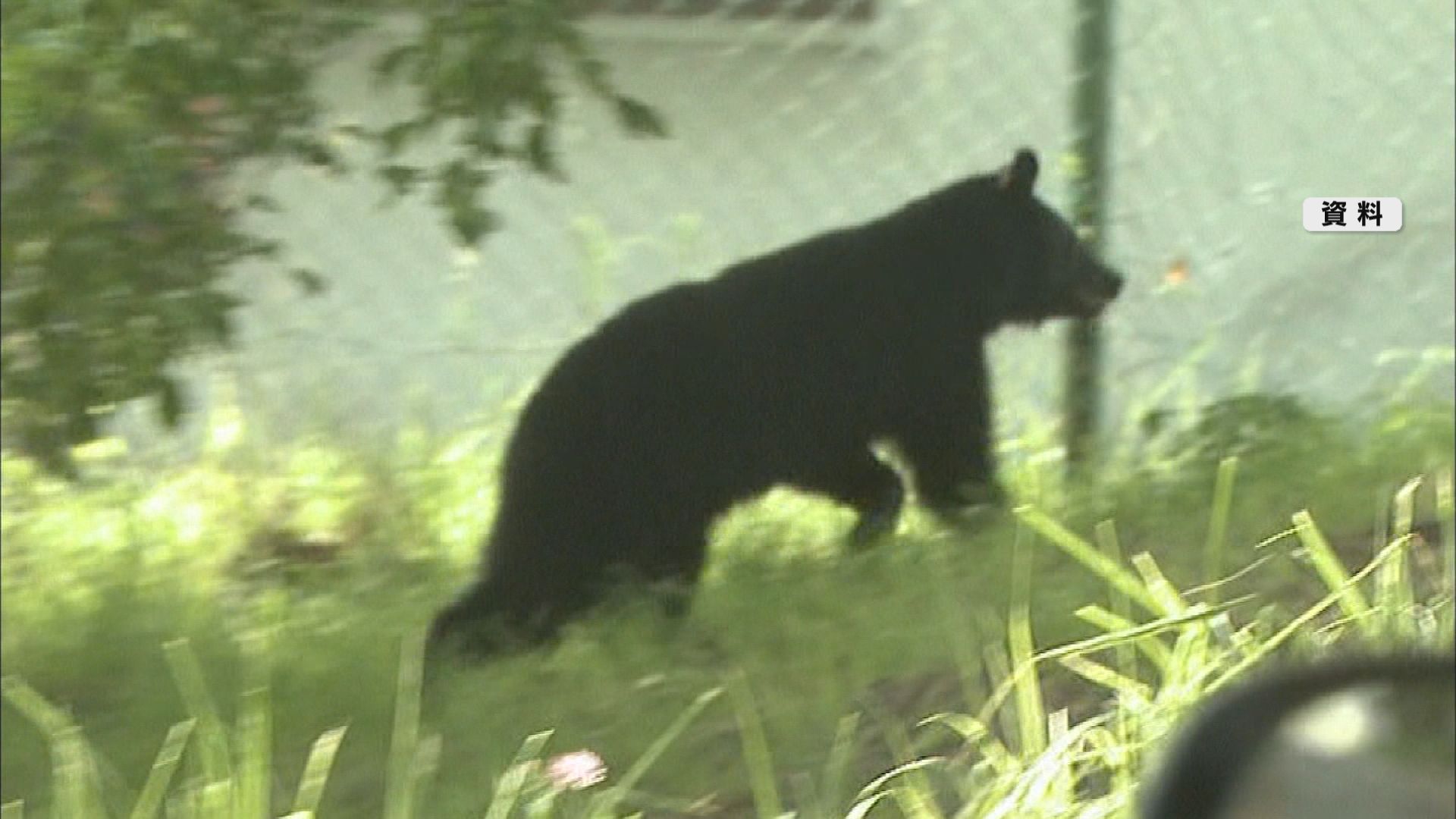 クマの目撃数増加！山菜取りの際は爆竹…