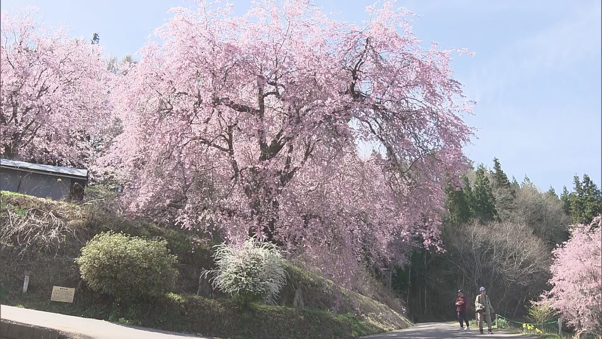 残雪の北アルプスをバックに揺れるピンク色の花びら　小川村の「番所の桜」見頃　例年より1週間ほど早く開…