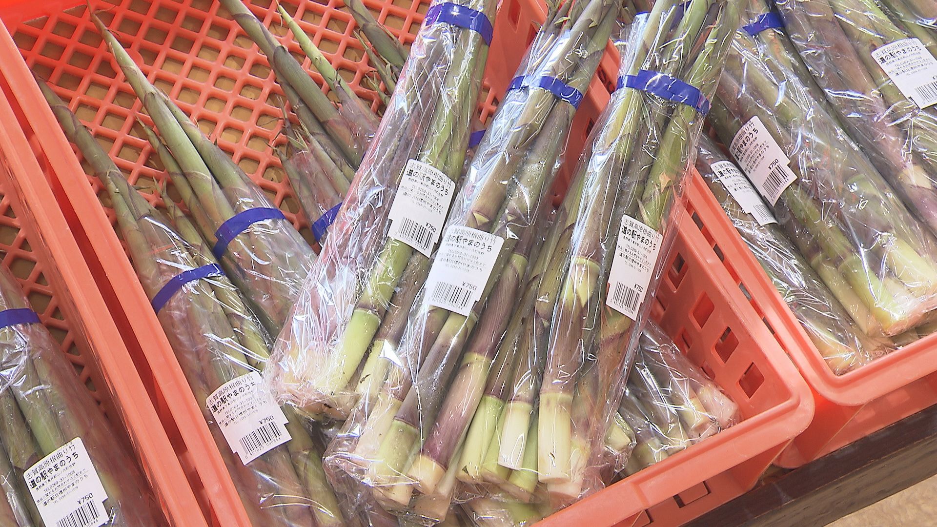 初夏の味覚が最盛期　ネマガリダケ求め…