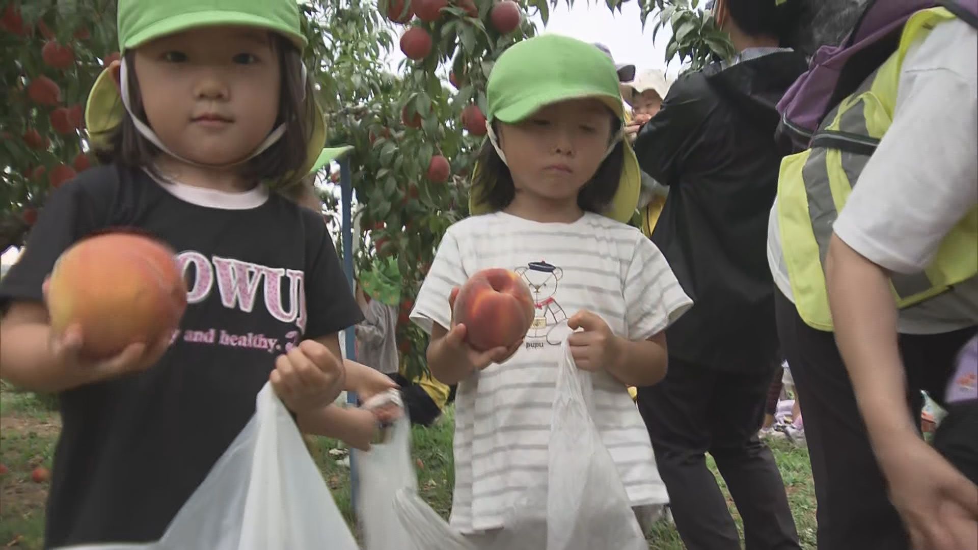 須坂市発祥の果物「ワッサー」地元園児が収穫体験 モモとネクタリンの