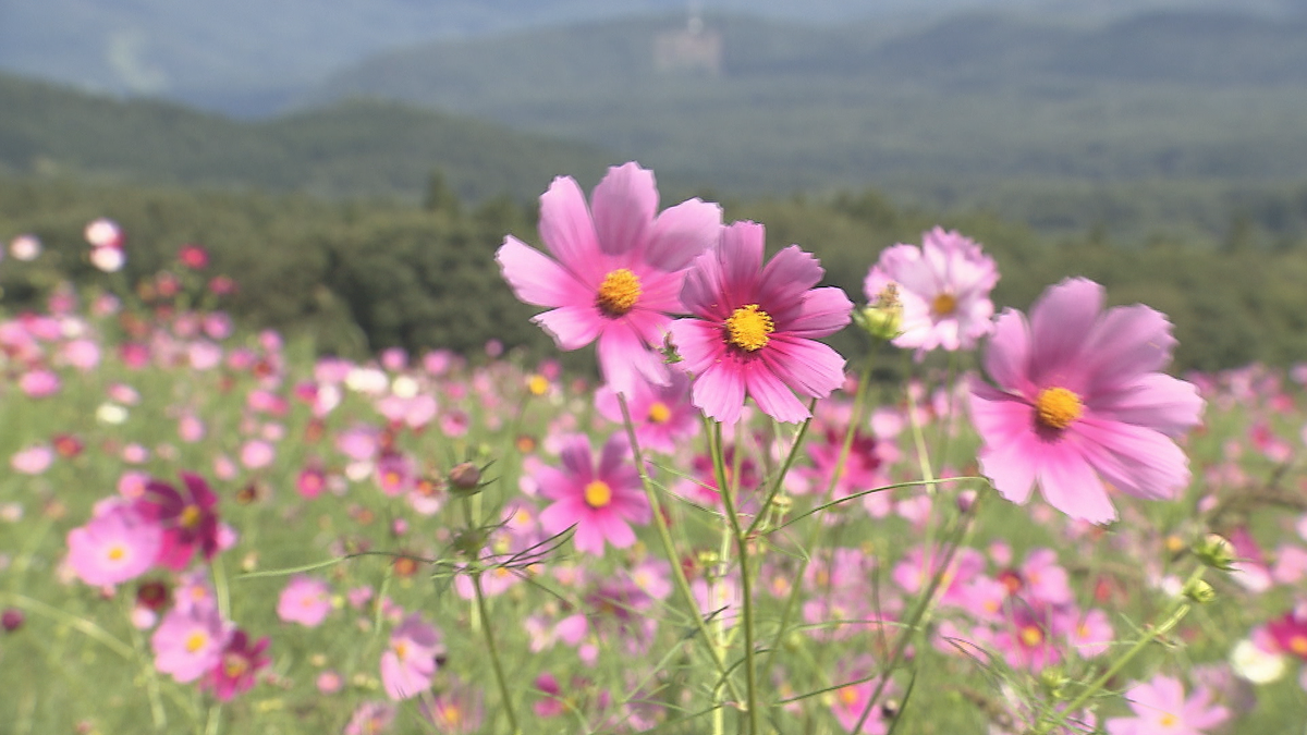 青空の下　高原は秋の風　ひとめ百万本コスモス見頃　「きれい！きれい！すごくきれい！来てよかった」　一足早く秋を堪能　　