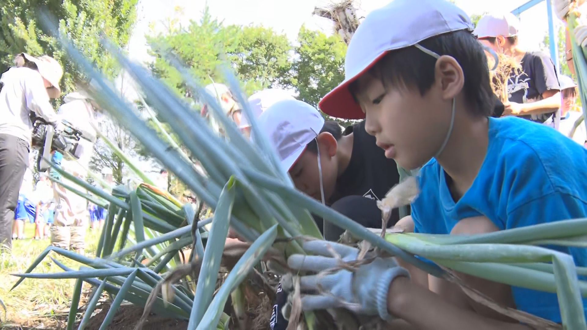 小学生が信州の伝統野菜「松本一本ねぎ」の植え替えを体験　植え替えることで柔らかく甘いネギに…【長野・…