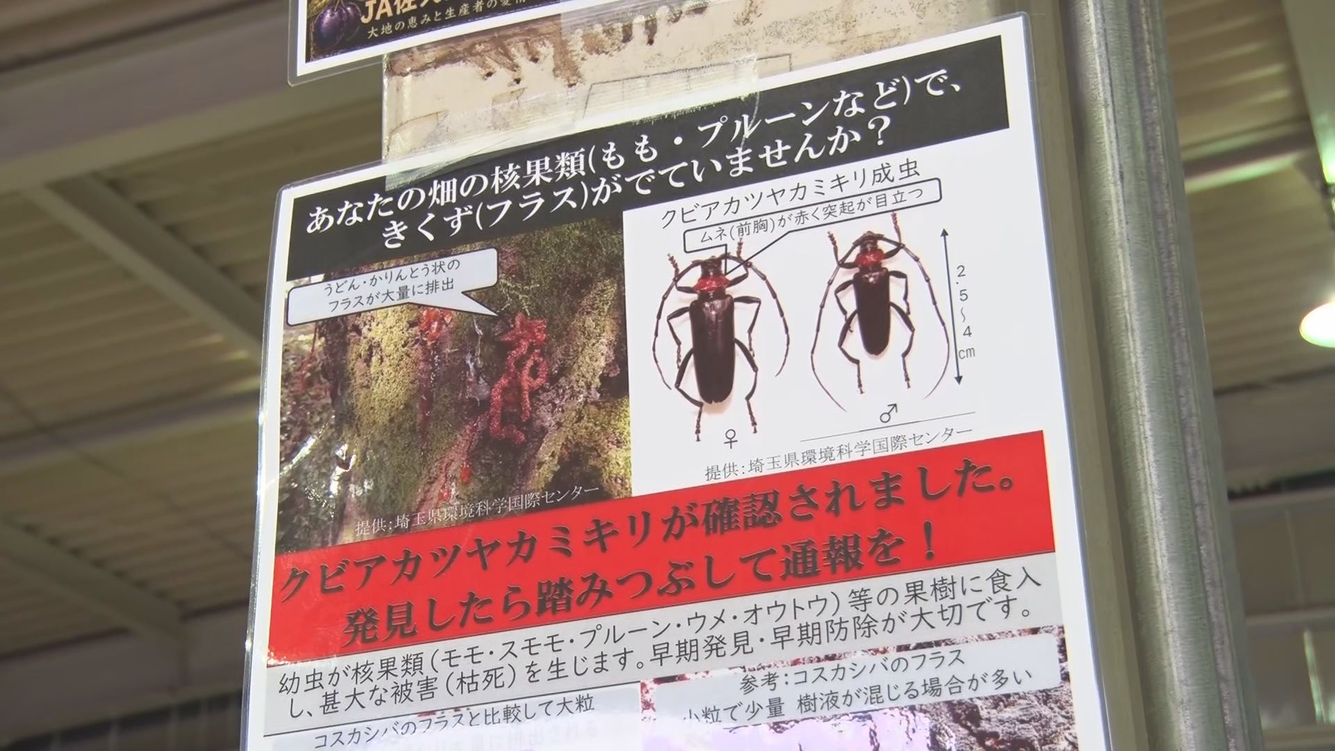 県内で初確認の特定外来生物クビアカツ…