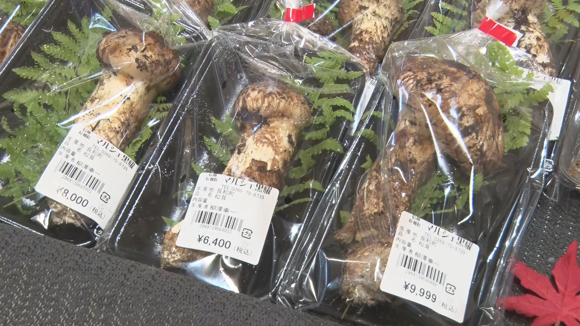 今年は豊作？！」秋の味覚の王様マツタケのシーズン到来 道の駅は観光