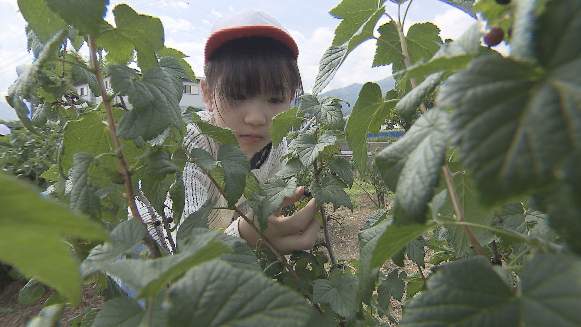 今が旬！小学生がカシスの収穫体験　摘み取ったカシスはお土産に【長野・須坂市】