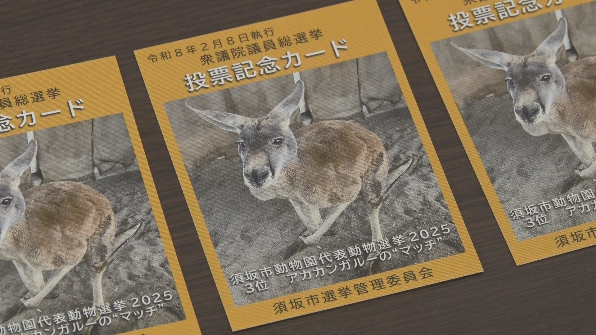 【衆院選】投票に行くきっかけに…動物園の人気者が描かれた「投票記念カード」を配布【長野・須坂市】
