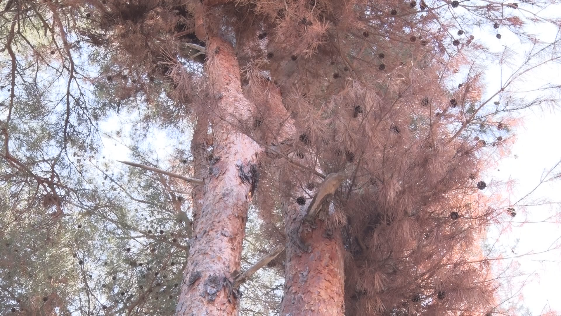 【特集・里山WEEK  枯れるアカマツ】「松枯れ」全国ワースト1位の被害　拡大する被害　対策が追い付…