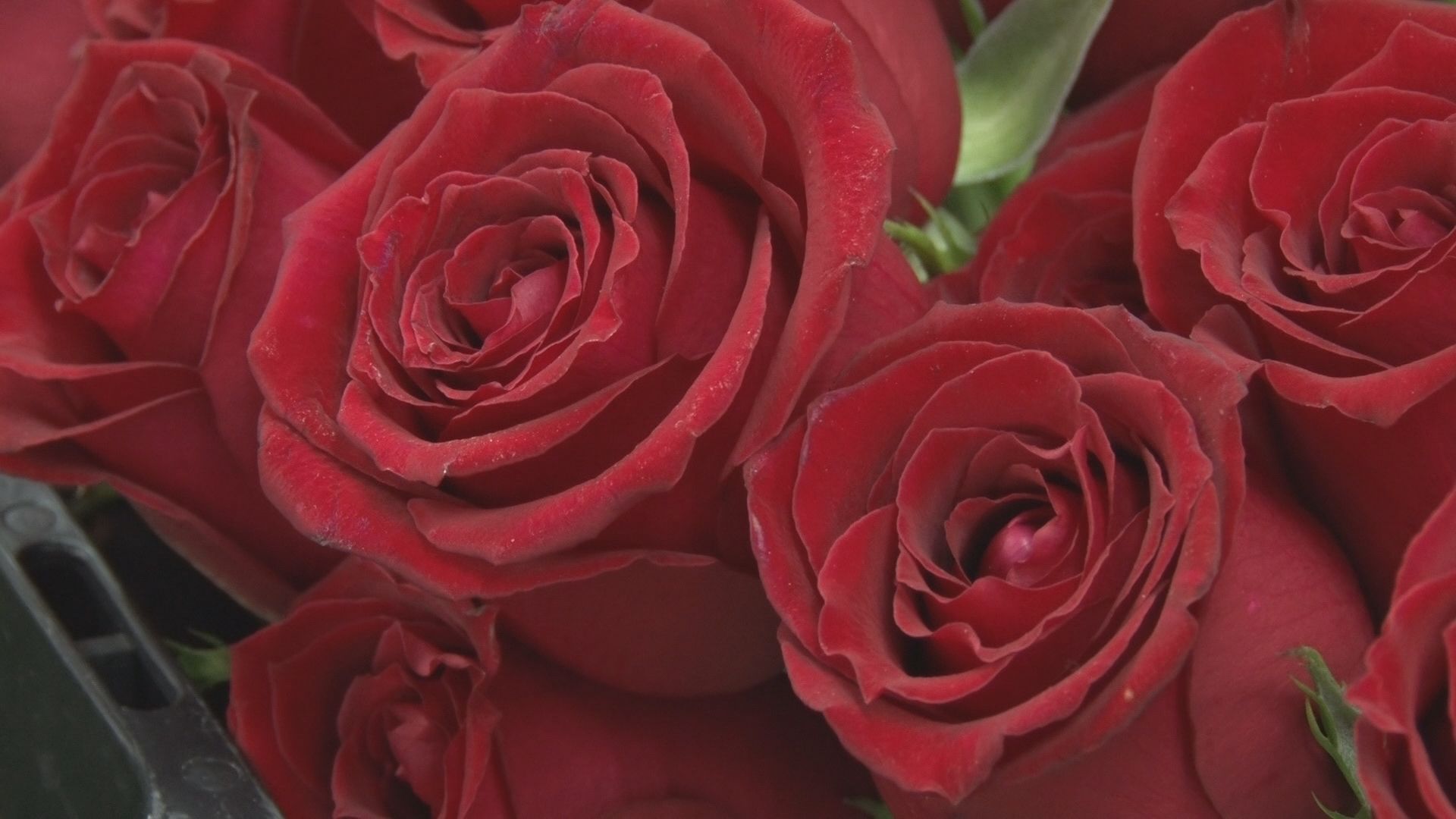 5月10日は「母の日」花の出荷ピーク　今年の傾向は？物価高・原油高の影響大きく【長野】