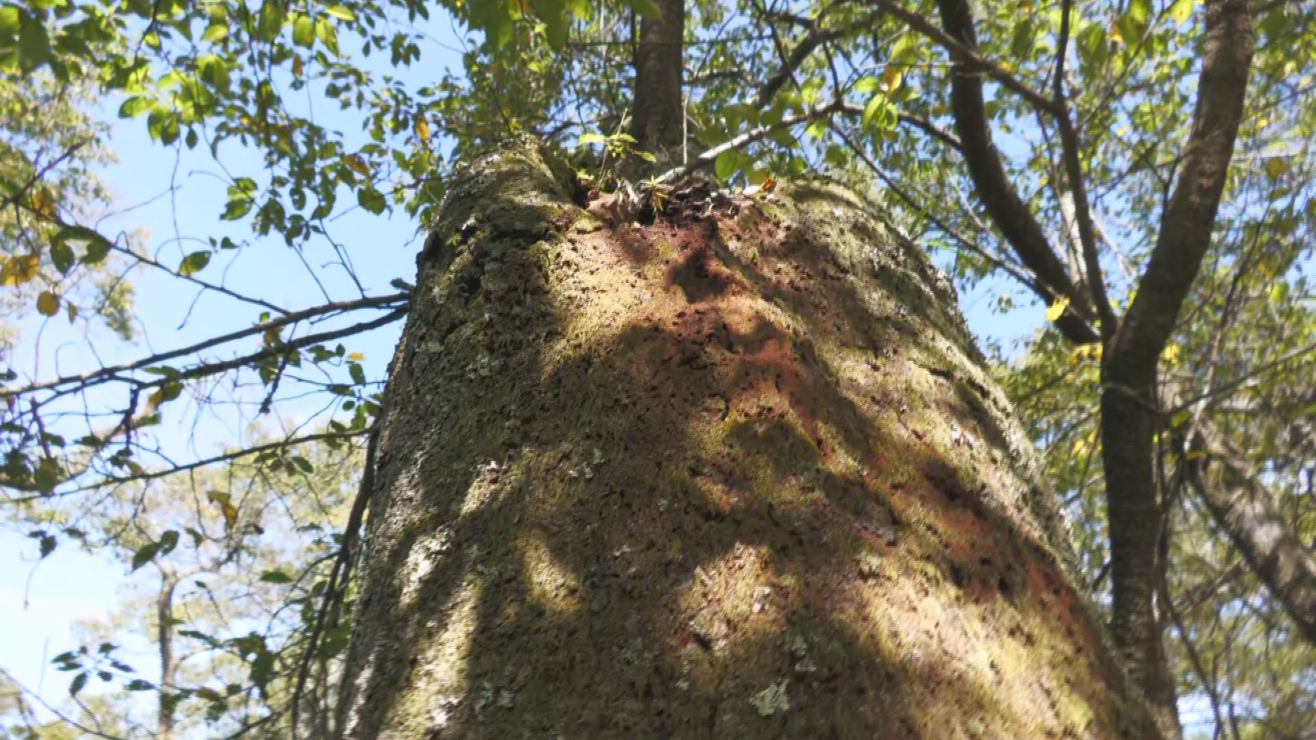 【特定外来生物クビアカツヤカミキリ】上伊那地域で初確認 　「天下第一の桜」名所・高遠城址公園で緊急パ…
