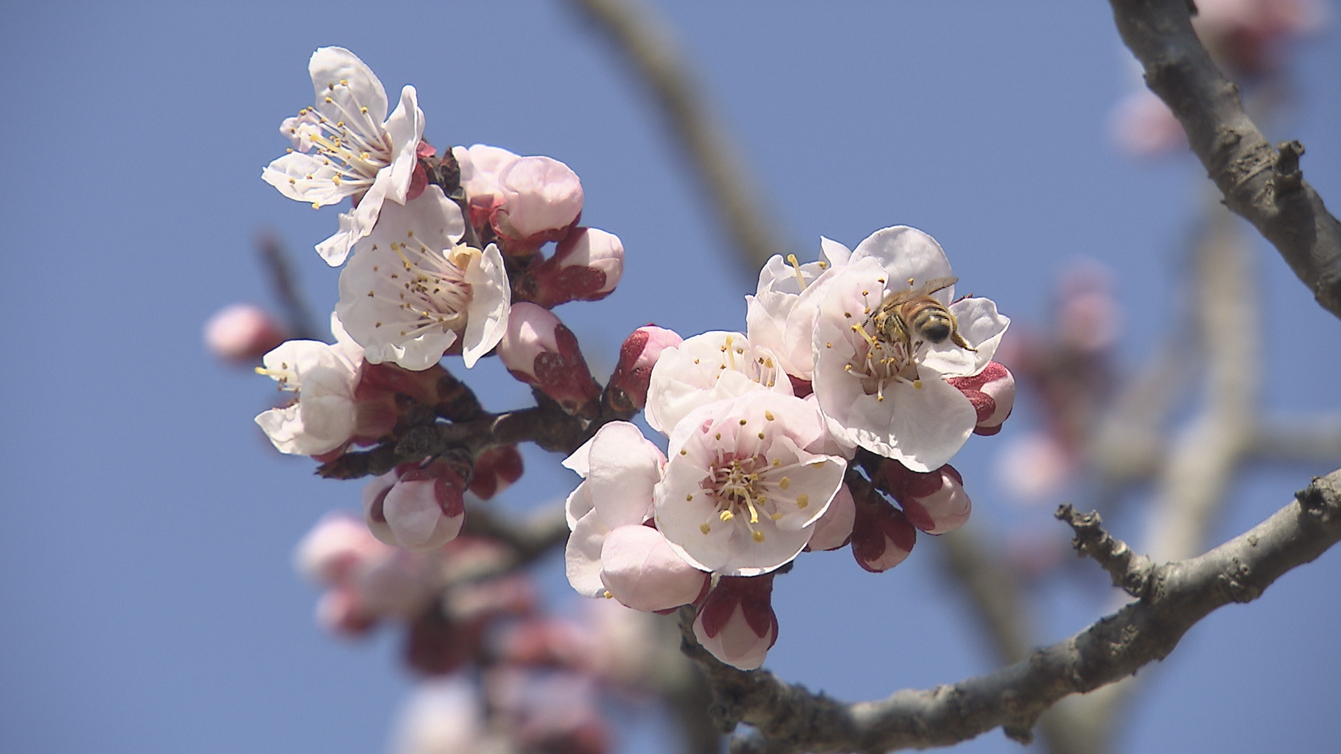 千曲市で「あんずまつり」開催　県内外…