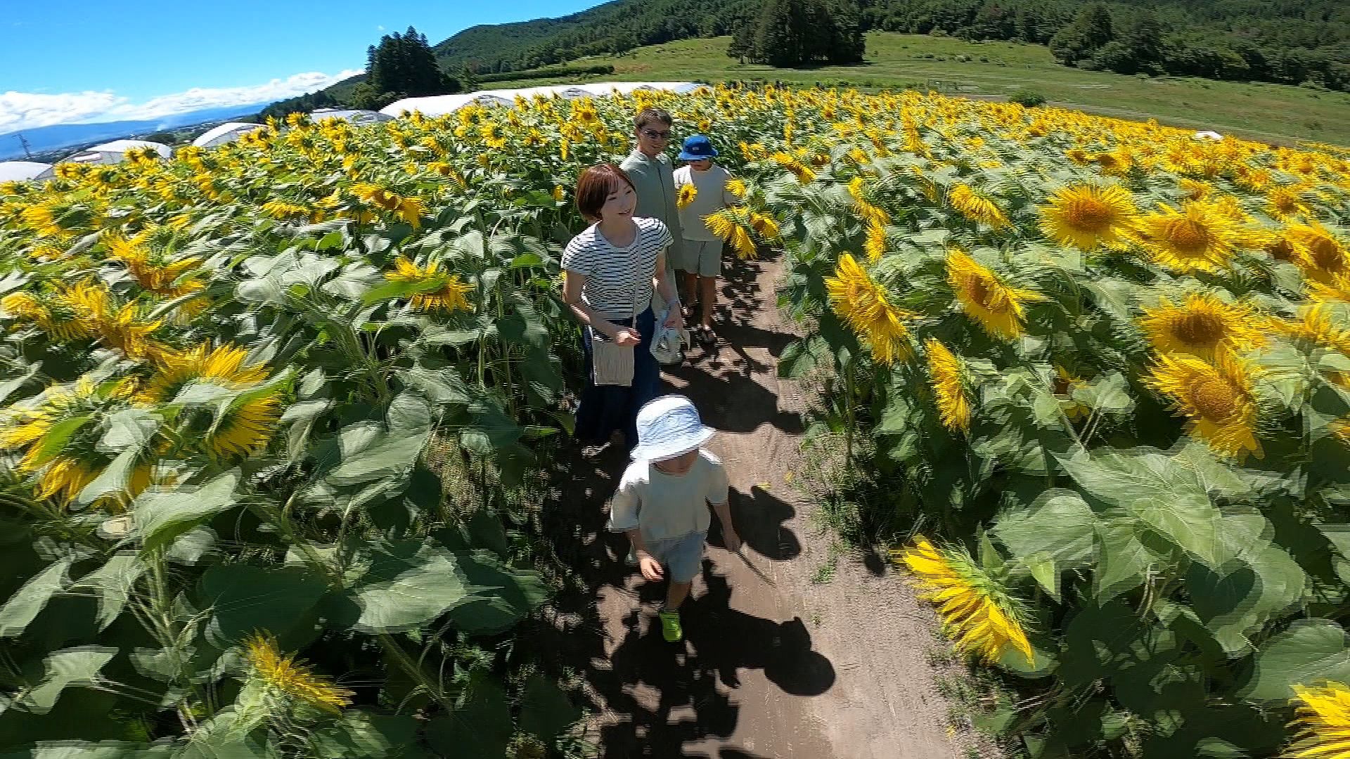 「もう1回！」約5万本が咲き誇るヒマワリの迷路に夢中　安曇野市の国営公園【長野】　　