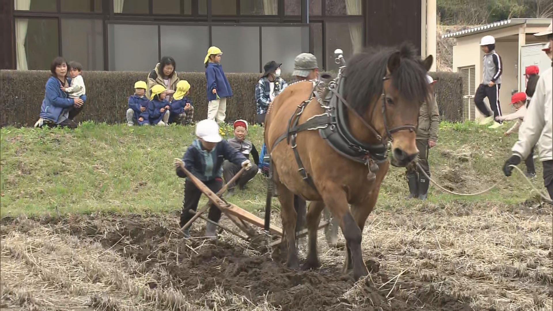 児童が木曽馬と一緒に「田起こし」に挑戦　昔の農作業を学ぶ【長野・木曽町】　