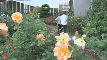 丸子中央病院でばら祭り開幕　シンガーソングライター日浦孝則さんのコンサートも【長野・上田市】