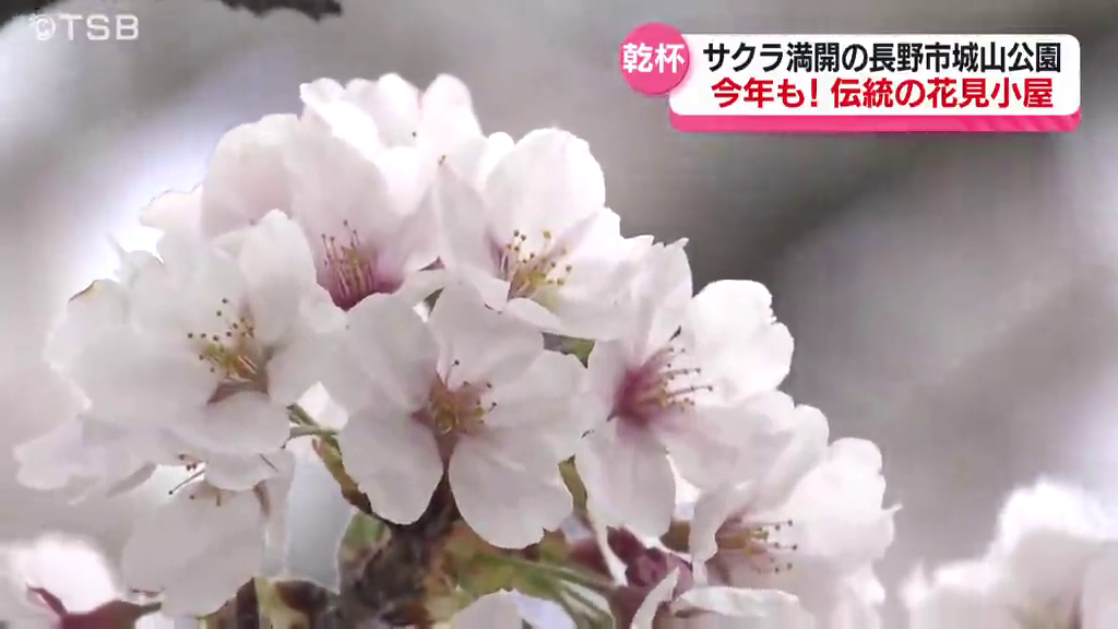【信州サクラ便り】長野市の名所 城山公園  満開♪　花曇りも… 花見客でにぎわう　