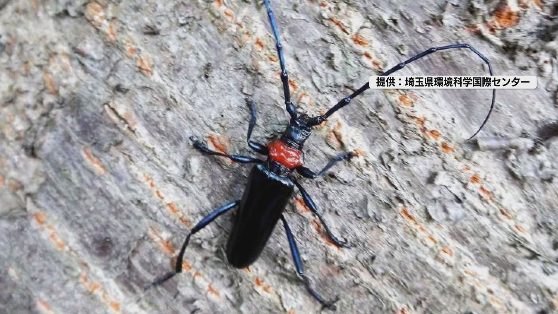 特定外来生物クビアカツヤカミキリ被害…