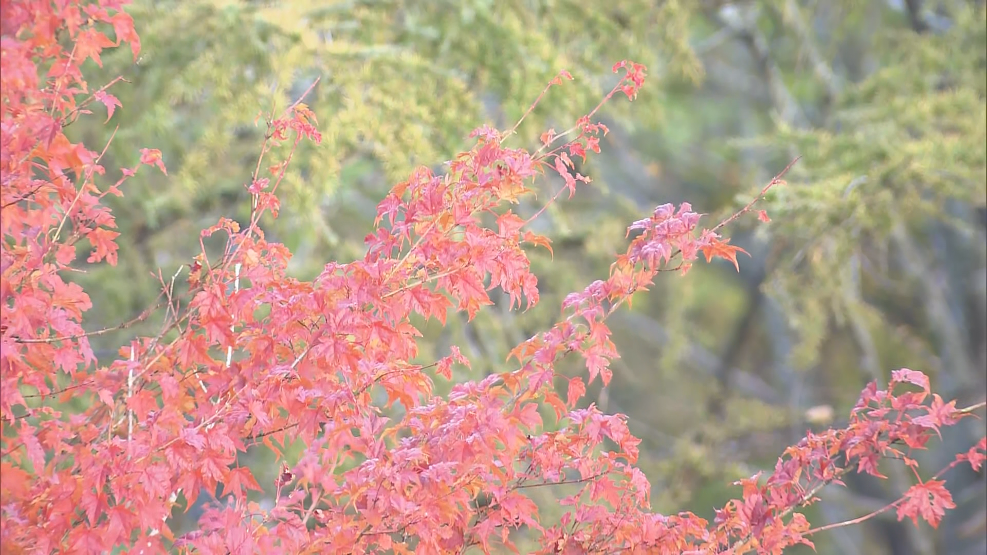 雪山と紅葉と緑「三段紅葉」11年ぶり…
