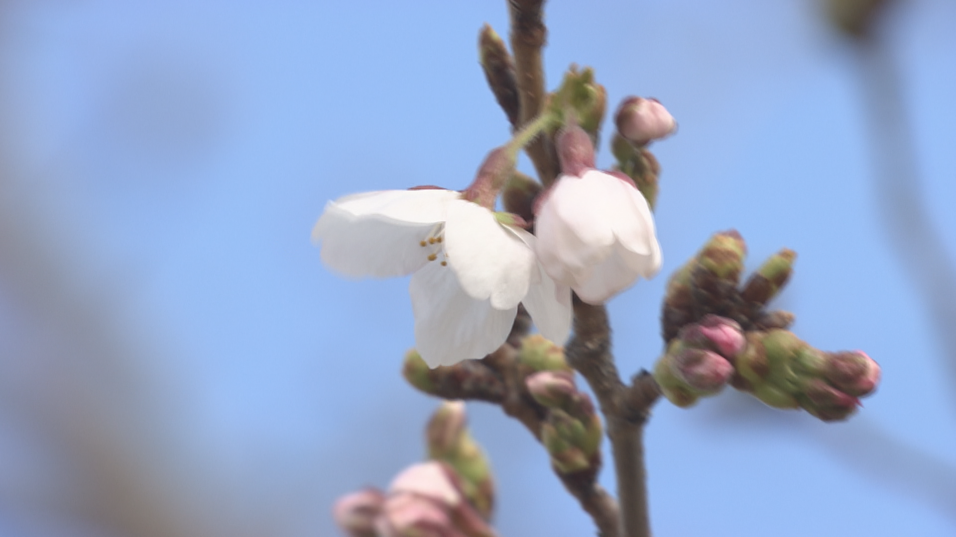 過去3番目の早さ　長野でソメイヨシノ…