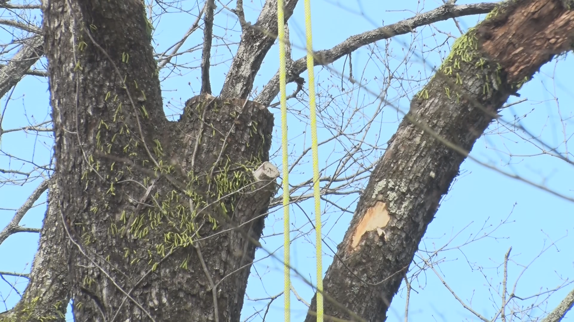 木の伐採作業中に男女2人が落下してき…