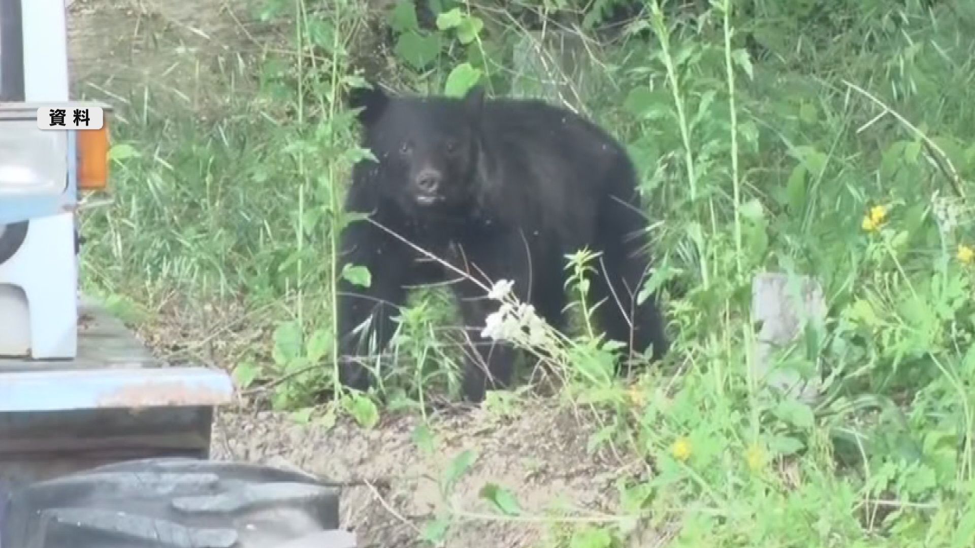 キノコ採り中にクマに襲われる　男性(61)が顔を引っかかれる　入山する際は複数人で行動　音の出るもの…