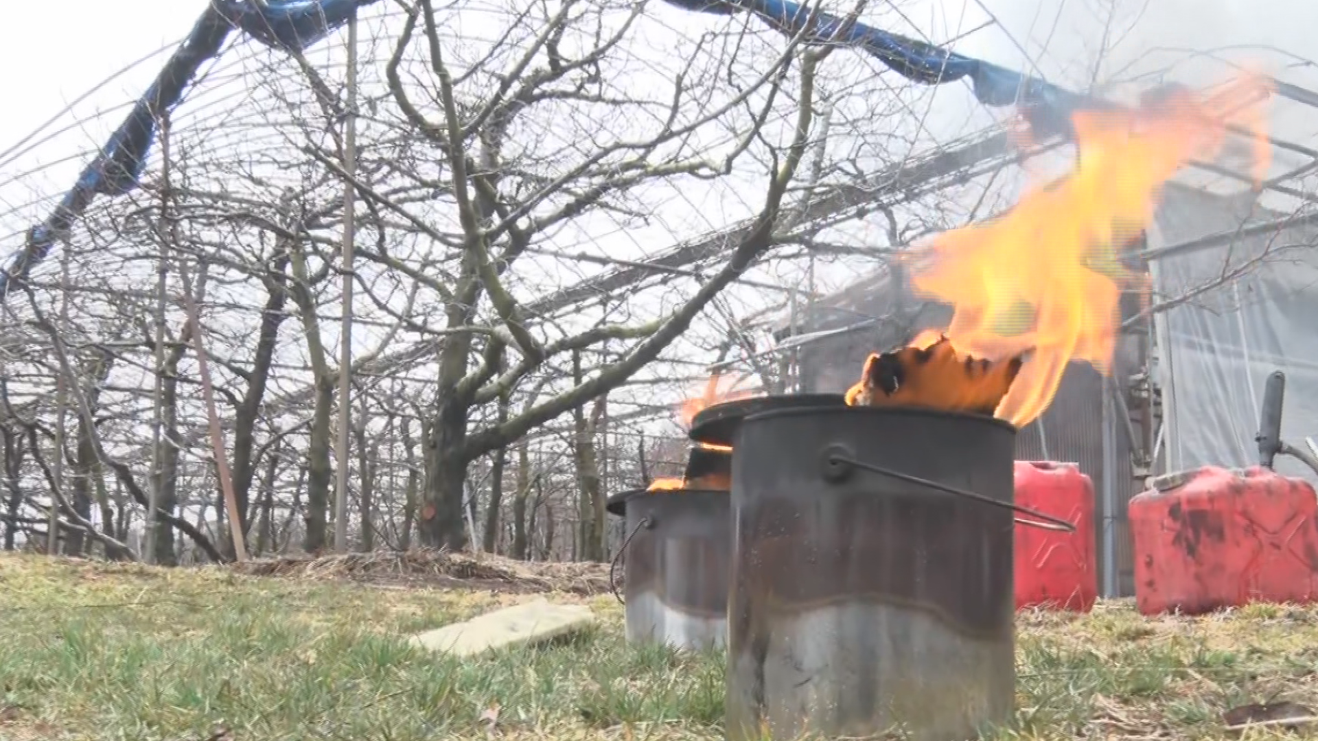 暖冬傾向で生育進み危険性高く…「凍霜…