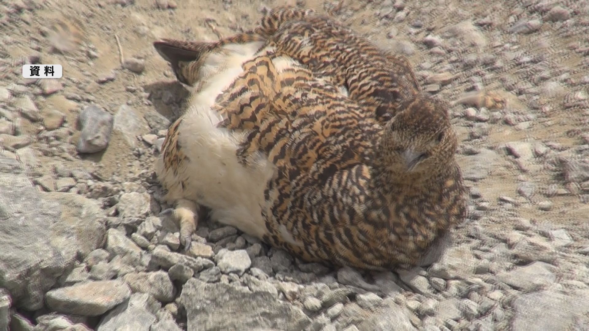 異変！乗鞍岳ライチョウ減る　今年確認…