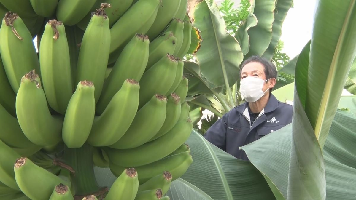 そんな…バナナ！豊丘村で南国フルーツを栽培「人にあげるのが楽しみで」【長野】