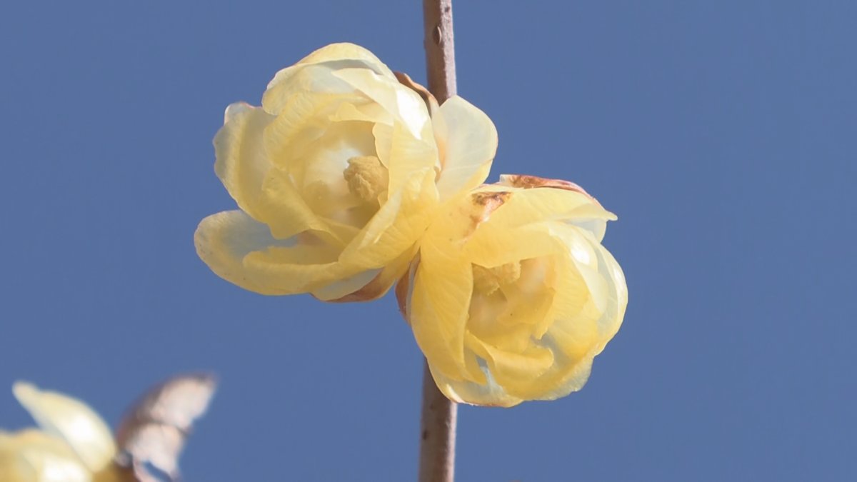 柔らかな日差し浴び輝く黄色い可れんな花　春告げるロウバイ見頃　飯田市