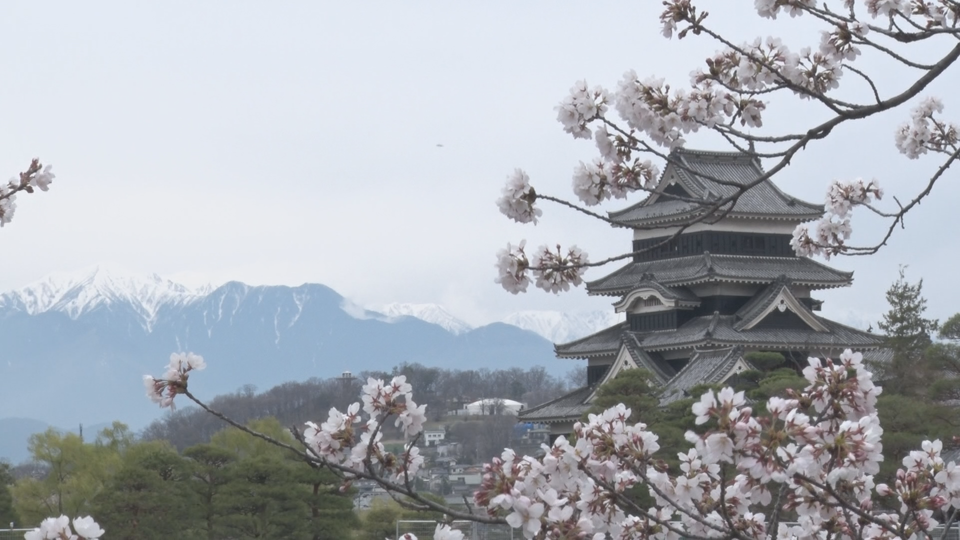 花見の週末…松本城の桜並木は５～８分…