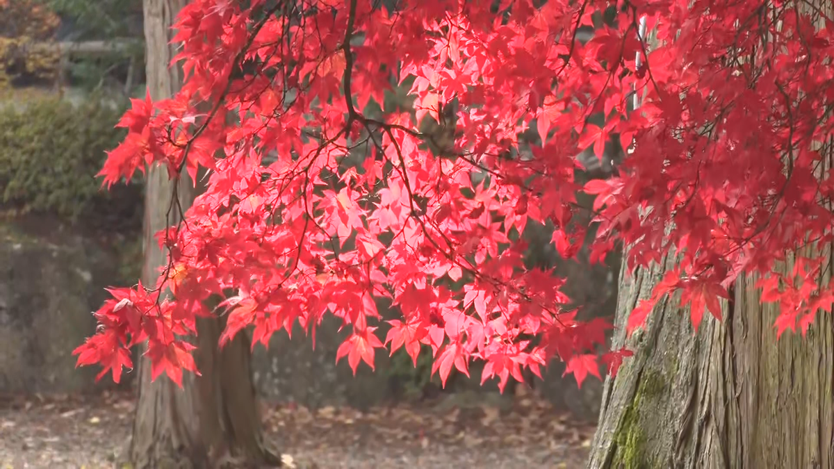 樹齢およそ120年真っ赤なカエデ　赤と黄色のイチョウのコントラストが素敵　茅野市の長円寺　16日からライトアップも