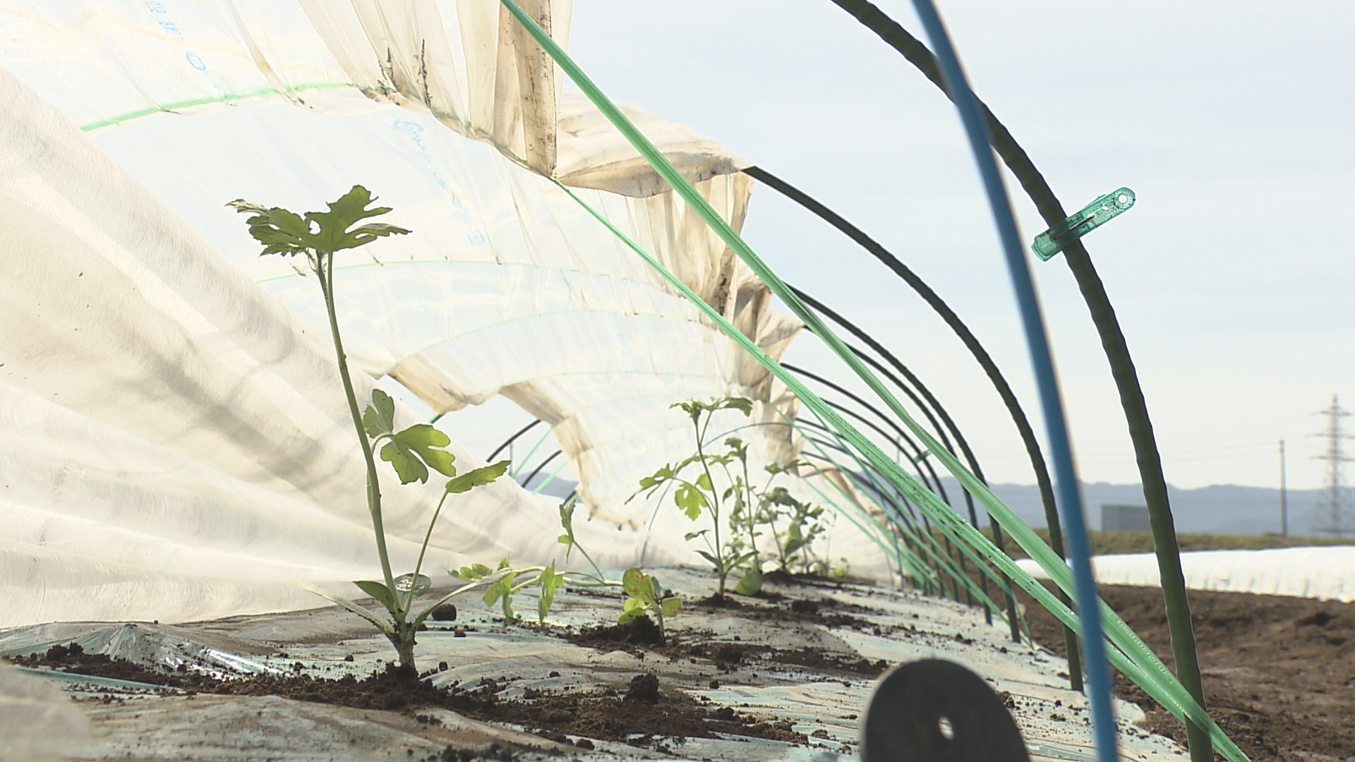 夏が待ち遠しい！スイカの名産地で苗の…