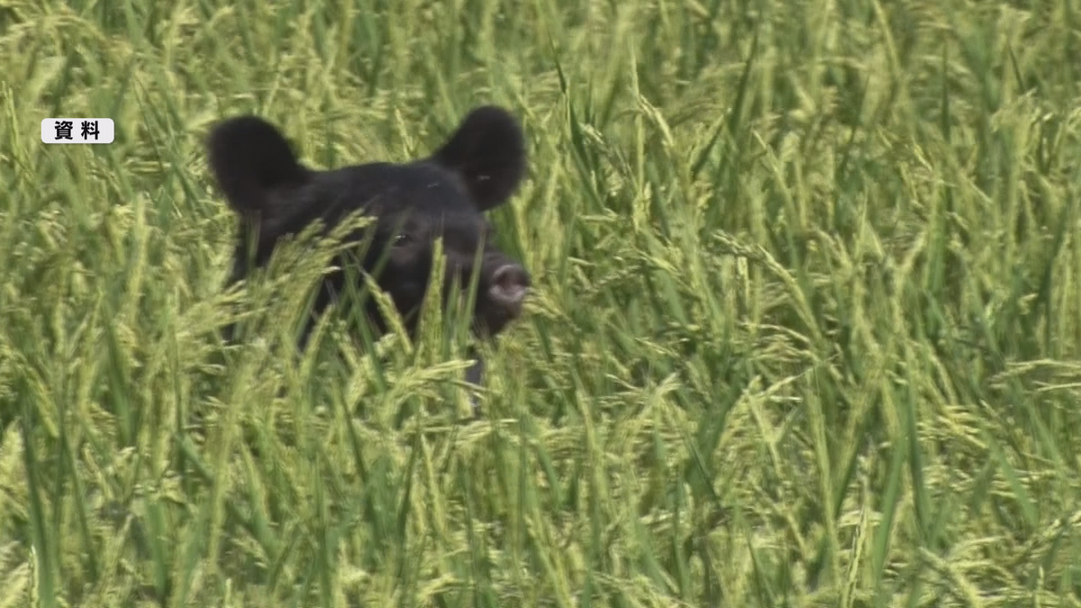 人里でのクマの目撃が平年の1.5倍以上!県は長野地域に「ツキノワグマ出没注意報」