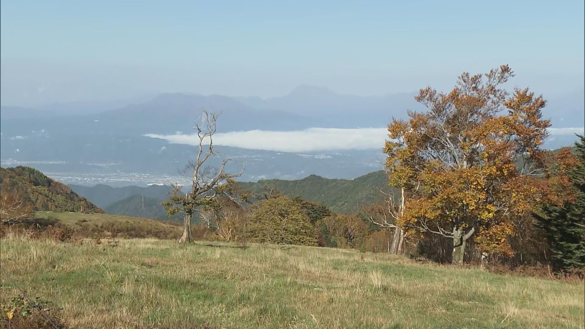 雲海との競演「今年一番」　高山村の松川渓谷で紅葉が見頃に　青空の下でくっきり　徐々に標高を下げて見頃…