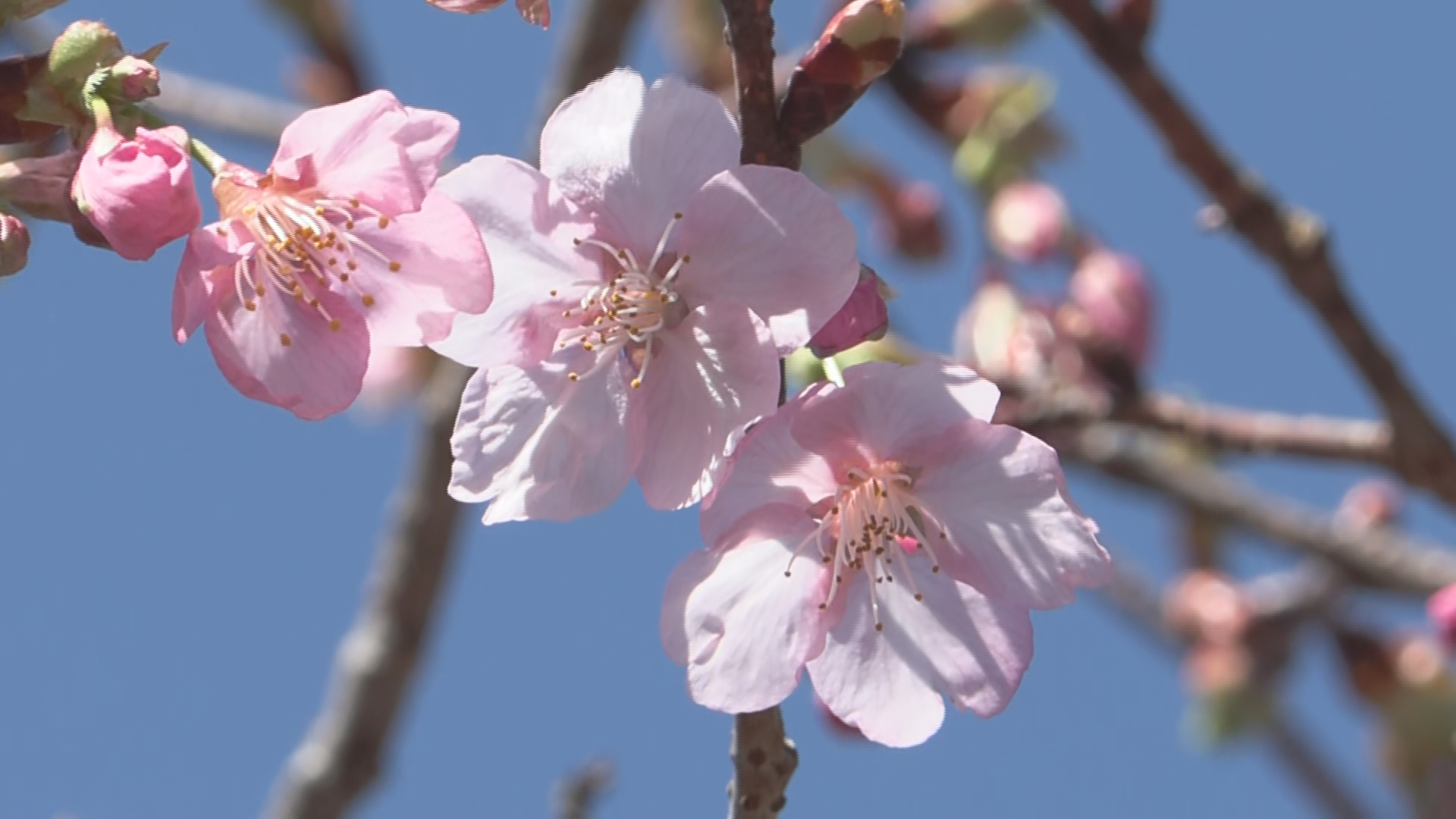 「春が来たという気分」春の訪れを告げ…