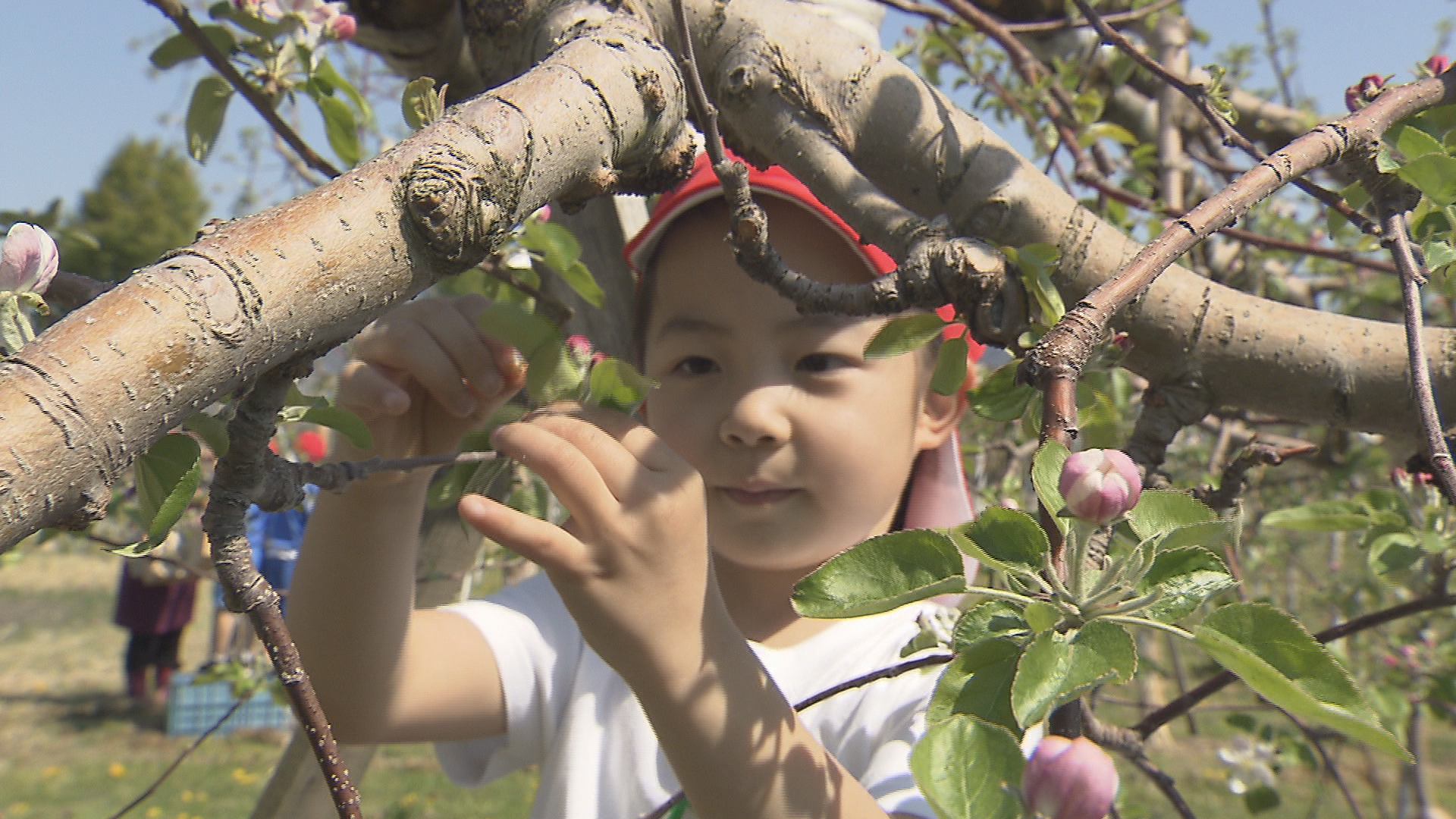 全校児童280人でリンゴの花摘みに挑…
