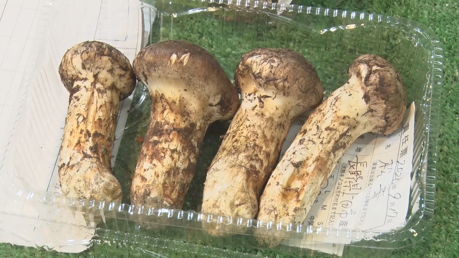 秋の味覚の王様マツタケ 上田市の卸売市場で初競り 1キロ当たり約7万円