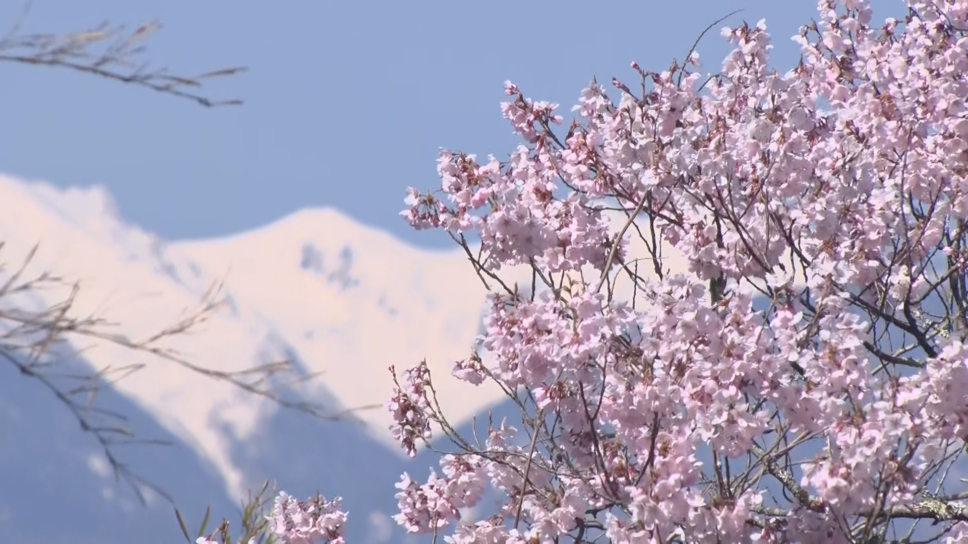 「きれい」「最高」！伊那市の高遠城址…