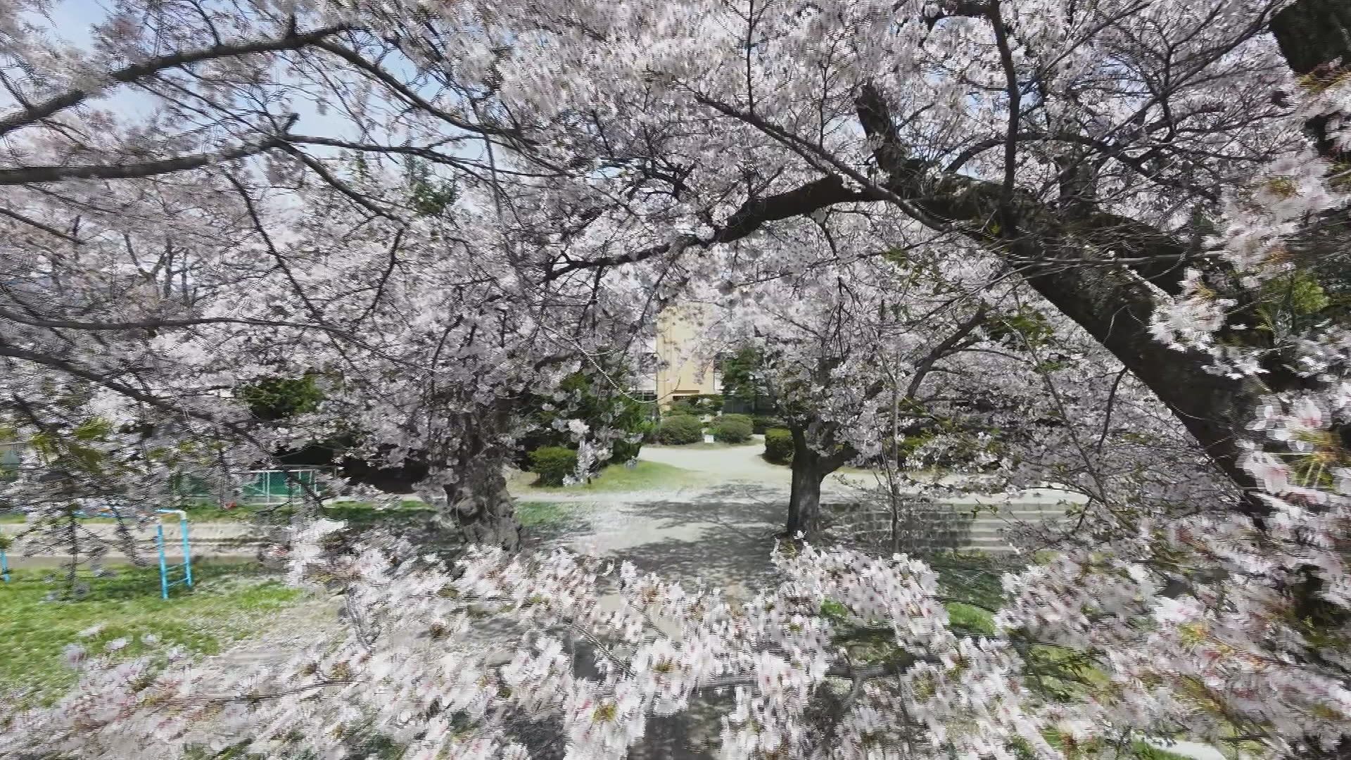 【信州の桜物語】閉校した小学校　シン…