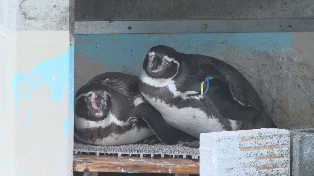 動物園デートで夫婦の絆を深めて♪　11月22日は「いい夫婦の日」　動物園で「いい夫婦」と伝えると入園料が無料に！