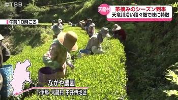 茶摘みシーズン到来　天竜川沿いの段々畑で一番茶の茶摘み　日照時間の短さが甘くてすっきりとしたお茶つくる　